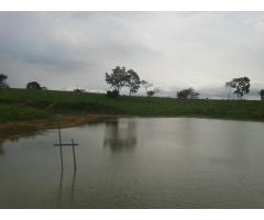 Vendo uma chacara de 6 hectares no ramal linha t 